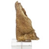 Goud acryl koraal ornament van Richmond