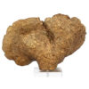 Koraal ornament van Richmond in goud