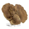 Acryl ornament koraal in goud van Richmond