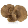 Richmond koraal ornament goud acryl
