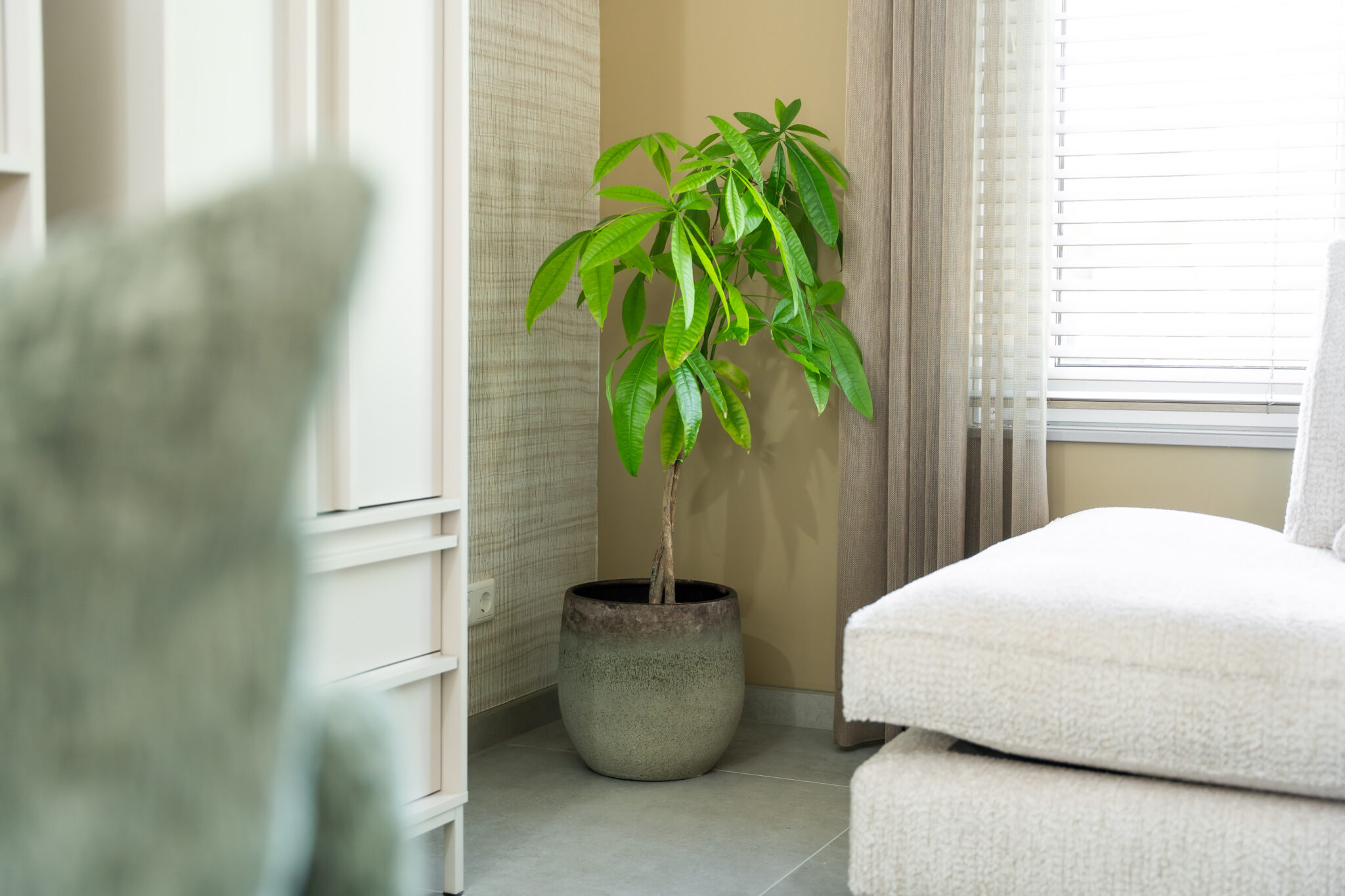 plant in woonkamer